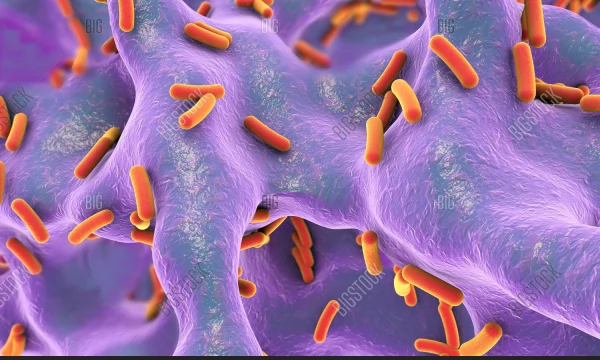 Кишечные бактерии подавляют иммунную защиту при раке поджелудочной железы